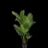 Areca Palme