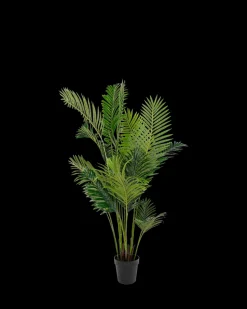 Areca Palme