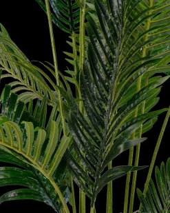 Areca Palme